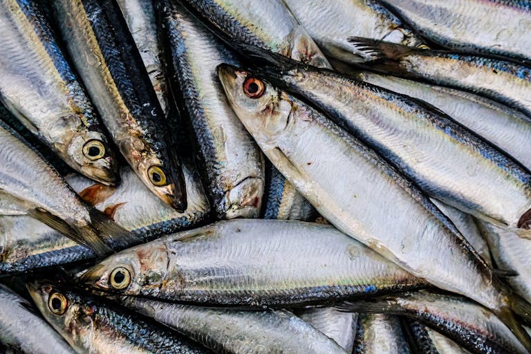 Close-up of a pile of fresh fish at a Chennai market, showcasing vibrant textures and details.